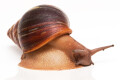 Archachatina rhodostoma Benin, adult, 10cm